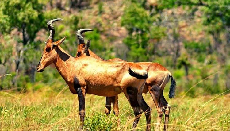 Hartebeest Antelope