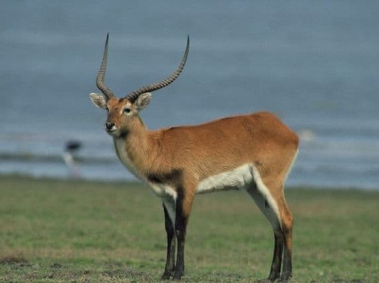 Rare and Exotic Kafue Lechwe Antelope Found in Northern Zambia