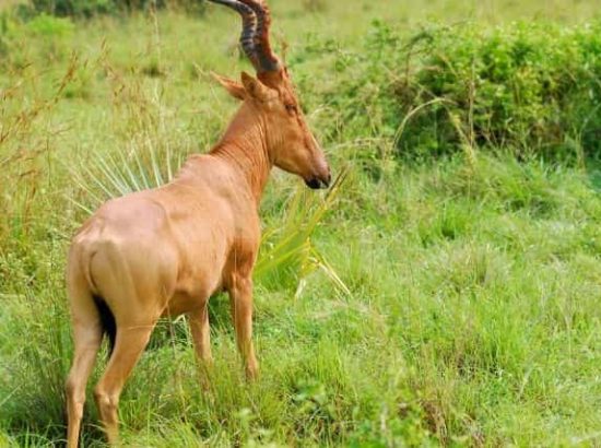 The Lelwel Hartebeest Antelope: An Amazing Animal