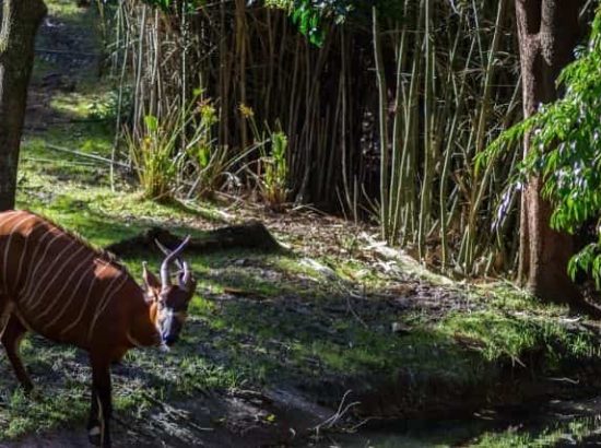 Lowland Bongo Antelope: The Largest Species of Antelope – Life