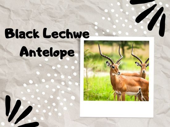 Fascinating Facts About the Black Lechwe Antelope