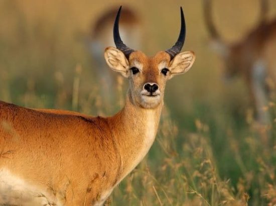 Red Lechwe Antelope: One of the Most Eye-catching Animals in Africa