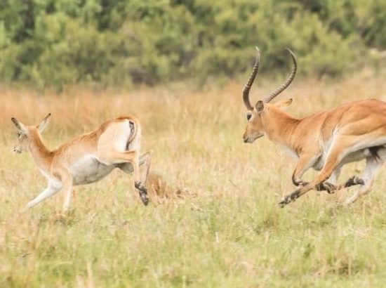 Southern Mountain Reedbuck Antelope | The World’s Most Beautiful Antelope