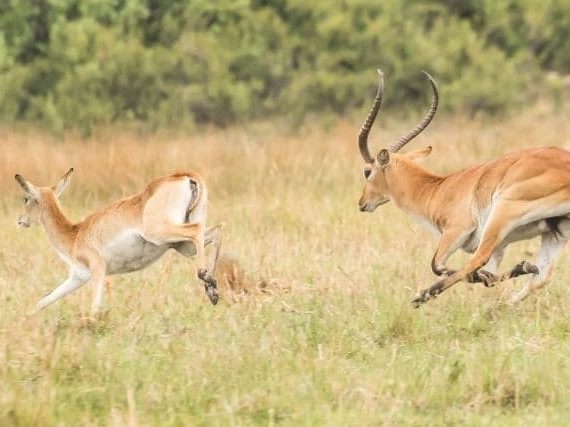 Southern Mountain Reedbuck Antelope | The World’s Most Beautiful Antelope