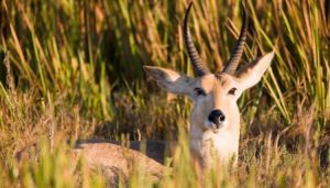 Southern Reedbuck Antelope