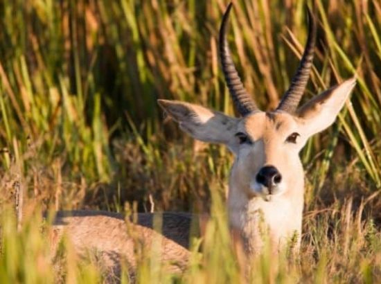 Southern Reedbuck Antelope: What You Need to Know