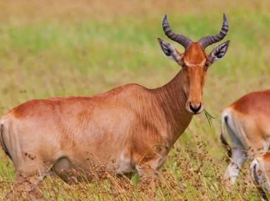 Endangered Species: Tora Hartebeest Antelope