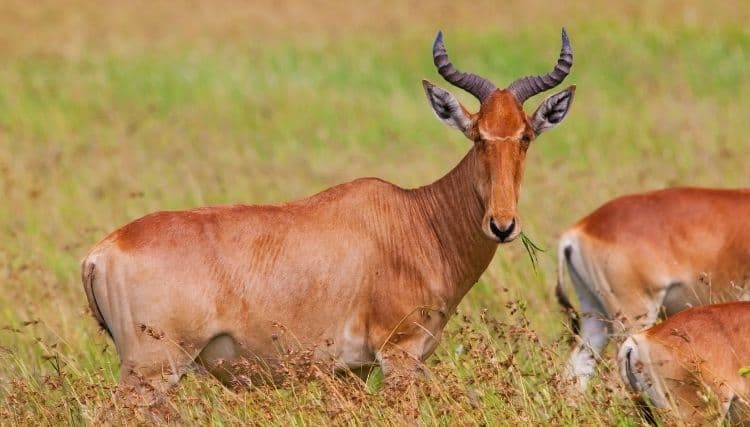 Tora Hartebeest Antelope
