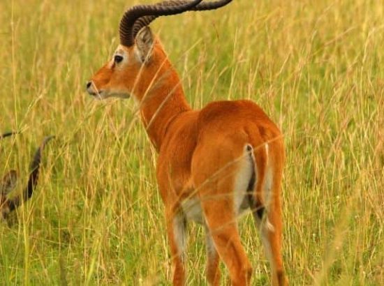 Uganda Kob Antelope: A Look At The Mysterious Animal