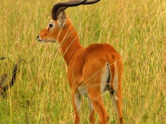 Uganda Kob Antelope: A Look At The Mysterious Animal