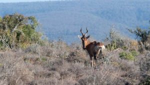 Western Hartebeest Antelope