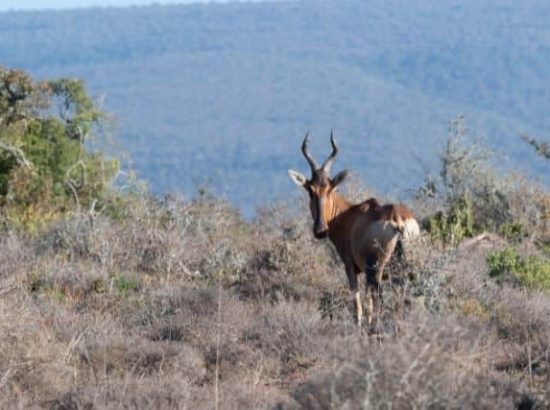 The Western Hartebeest Antelope (alcelaphus Buselaphus Major)