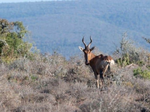 The Western Hartebeest Antelope (alcelaphus Buselaphus Major)