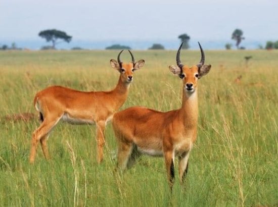 What You Need to Know About Western Mt. Reedbuck Antelope