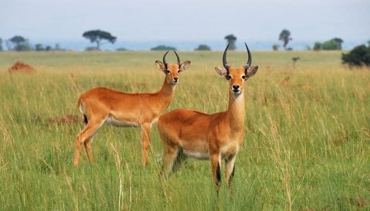 What You Need to Know About Western Mt. Reedbuck Antelope