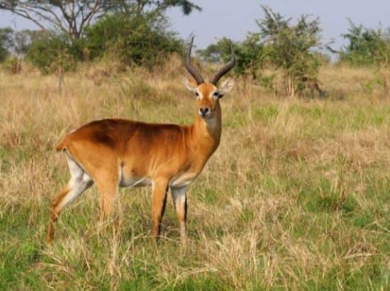 The White-eared Kob Antelope: A Study Of Its Ecology And Behaviour