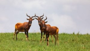 Swayne’s Hartebeest