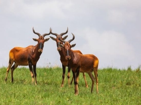 The Swayne’s Hartebeest Antelope – A Wonder Of The African Savannah