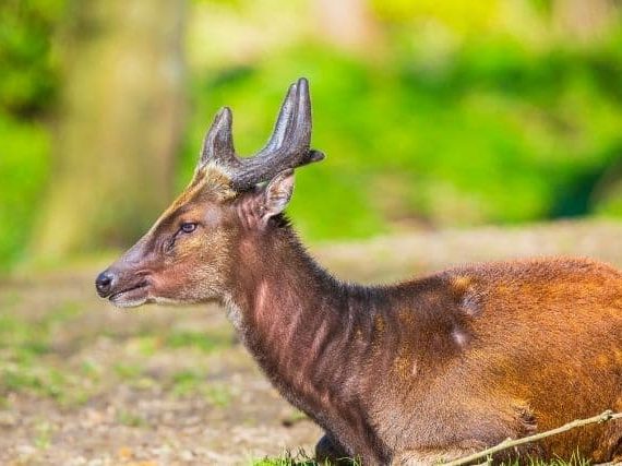 A Rare Visayan Spotted Deer Population In The Philippines