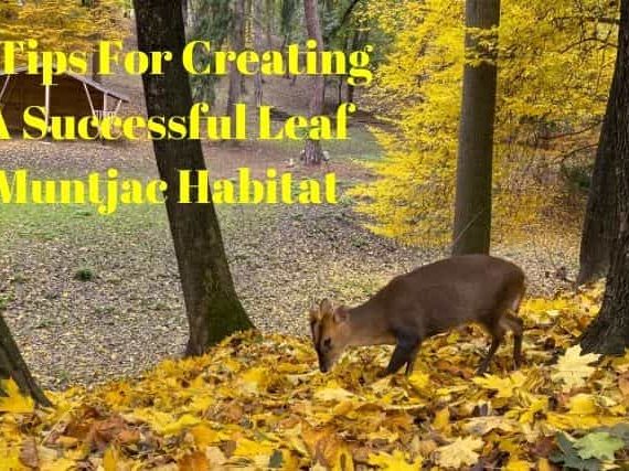 5 Tips For Creating A Successful Leaf Muntjac Habitat