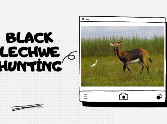 Black Lechwe Hunting in South Africa: What You Need to Know