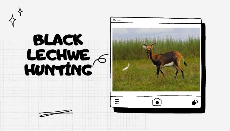 Black Lechwe Hunting