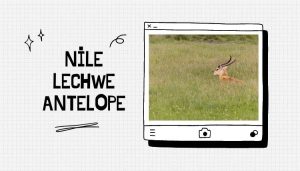 Nile lechwe Antilope
