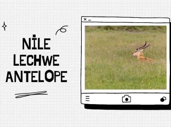 The Nile Lechwe Antelope: A Majestic Animal