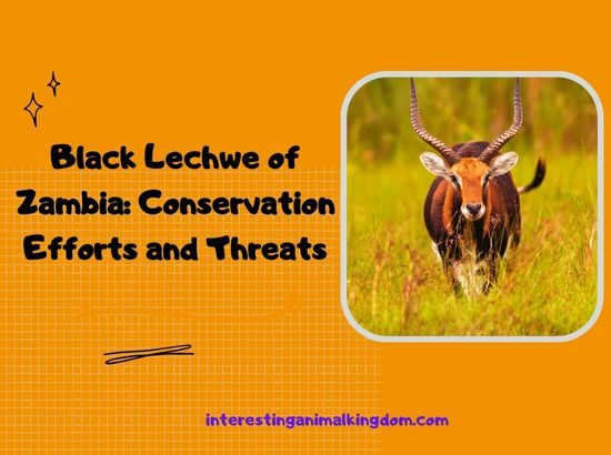 Black Lechwe of Zambia: Conservation Efforts and Threats-3