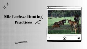 Nile Lechwe Hunting Practices
