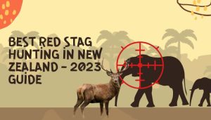 Best Red Stag Hunting in New Zealand – 2023 Guide