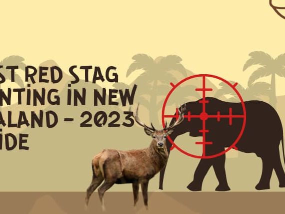 Best Red Stag Hunting in New Zealand – 2023 Guide