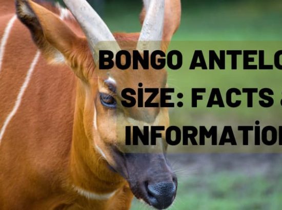 Bongo Antelope Size: Facts & Information