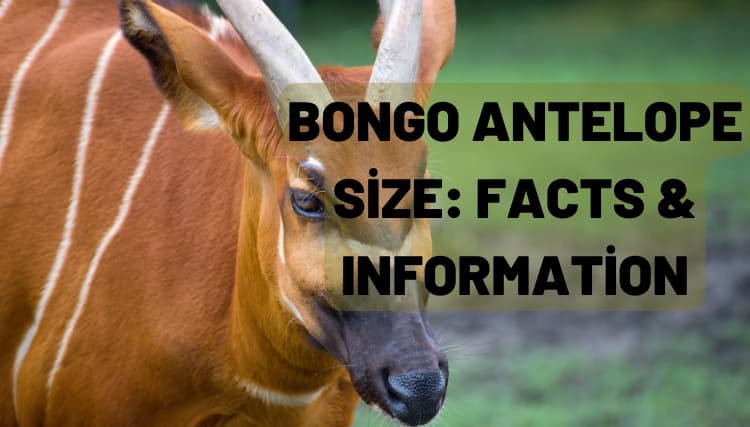 Bongo Antelope Size