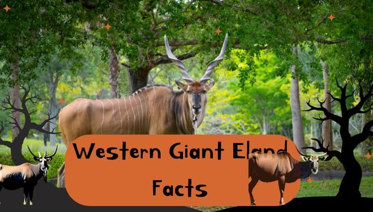 Western Giant Eland Facts: Habitat, Diet & Pictures