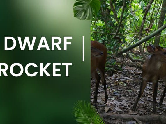 Dwarf Brocket: Facts, Habitat & Pictures