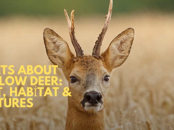 Facts About Fallow Deer: Diet, Habitat & Pictures