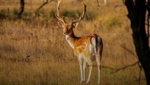 Habitat and Diet of Fallow Deer