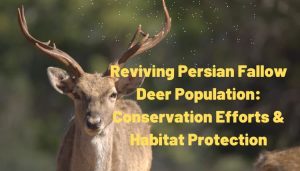 Persian Fallow Deer population