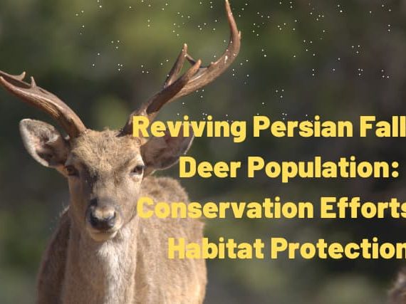 Reviving Persian Fallow Deer Population: Conservation Efforts & Habitat Protection