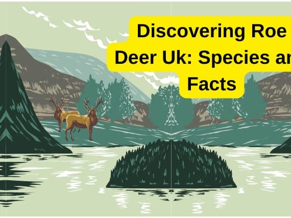 Discovering Roe Deer Uk: Species and Facts