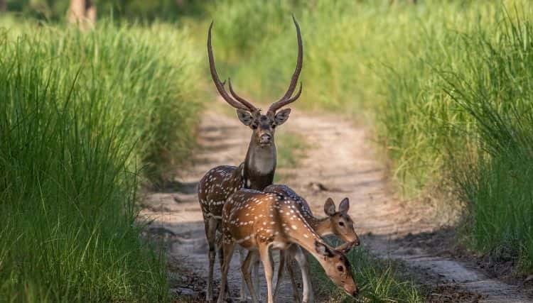 Spotted-Deer