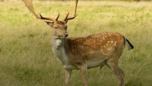 The History of Fallow Deer