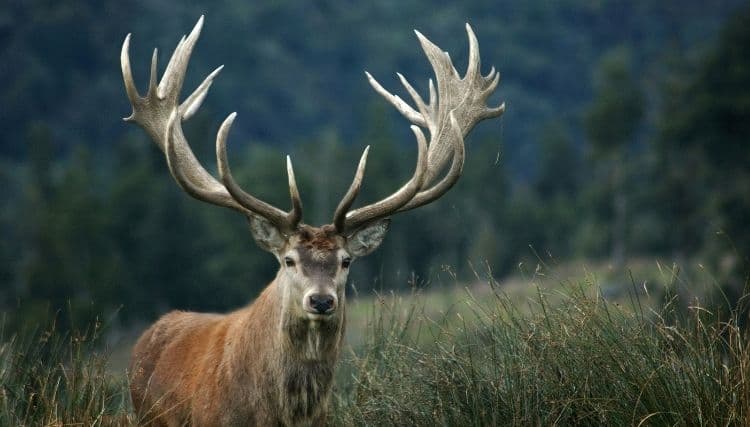 Red deer habitat preferences