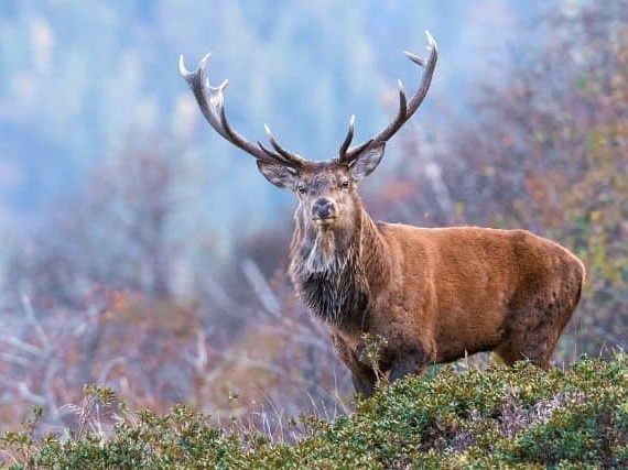 Unveiling the Perfect Red Deer Habitat Preferences