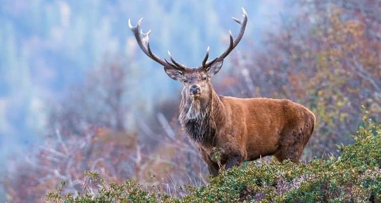 Red deer habitat preferences