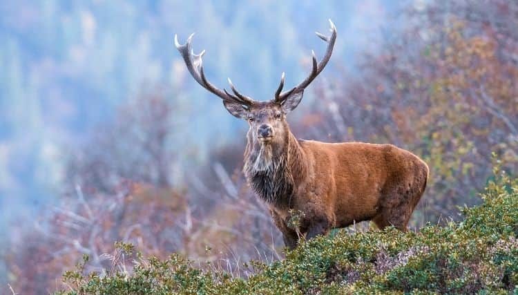 Unveiling the Perfect Red Deer Habitat Preferences