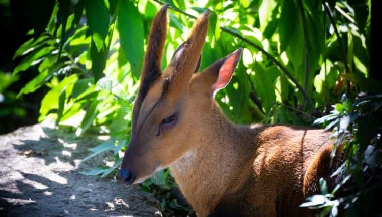 Truong Son Muntjac