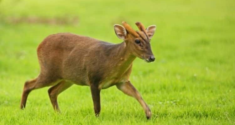 Truong Son Muntjac