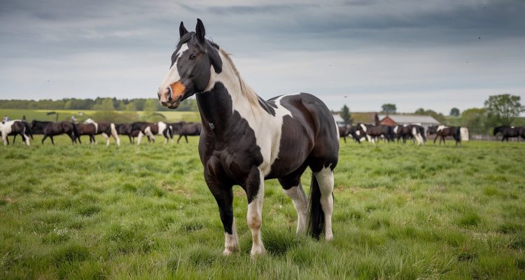 shire horse